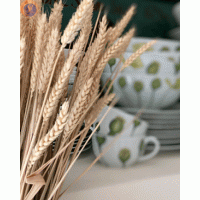 Колоски / пшениця/жито