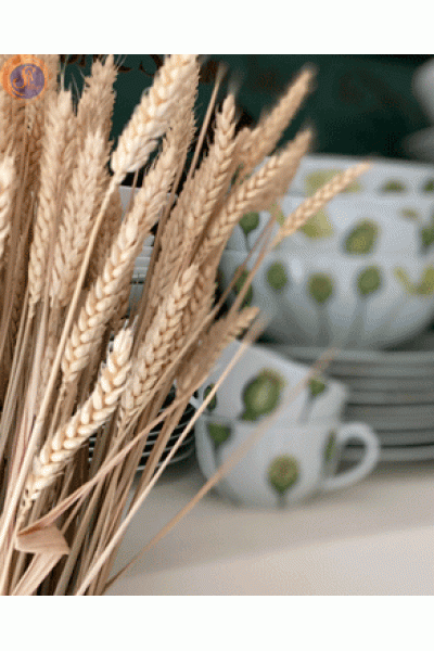 Колоски / пшениця/жито