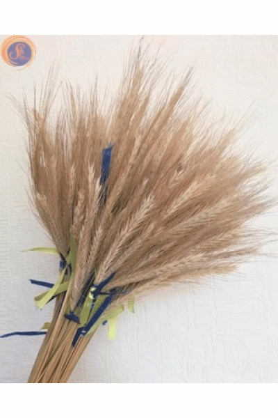 Колоски / пшениця/жито