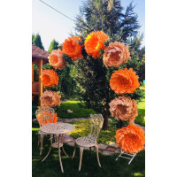 Ростові квіти хризантеми