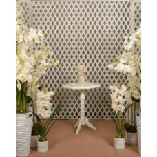 Ніжна орхідея