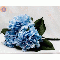 Гортензія блакитна кущ