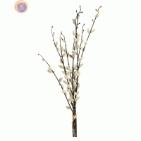 Верба (котики) 