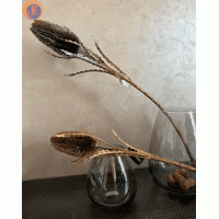 Протея в глітері