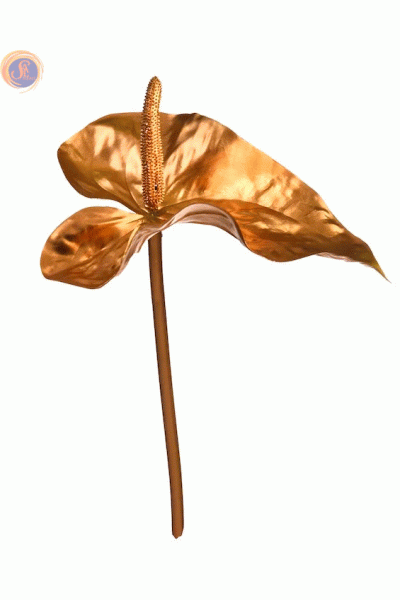 Антуріум gold