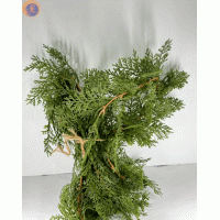 Туя західна