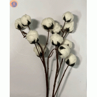 Гілка бавовни