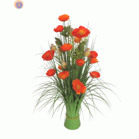 Польові маки