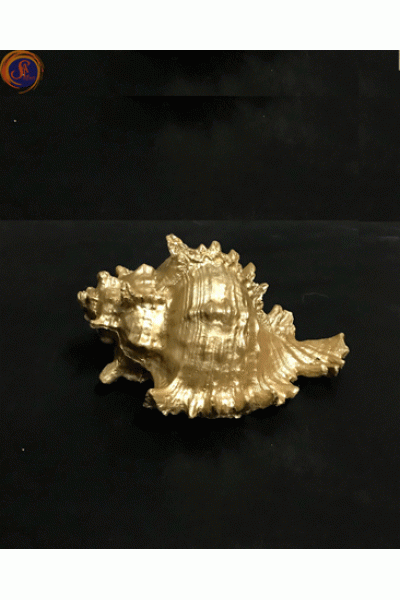 Мушля рапана золота