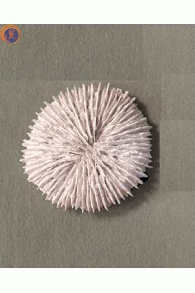 Декоративні корали