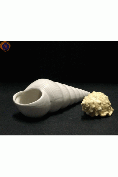 Мушля рапана декоративна