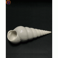 Мушля спіральна декоративна