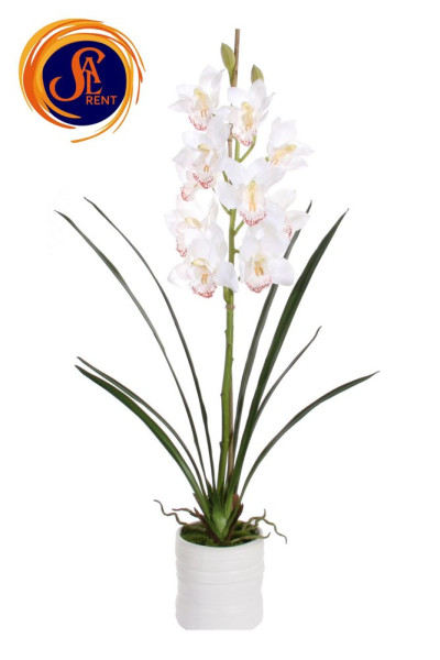 Орхідея Цимбідіум (90 см)