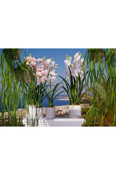 Орхідея Цимбідіум (1 м)