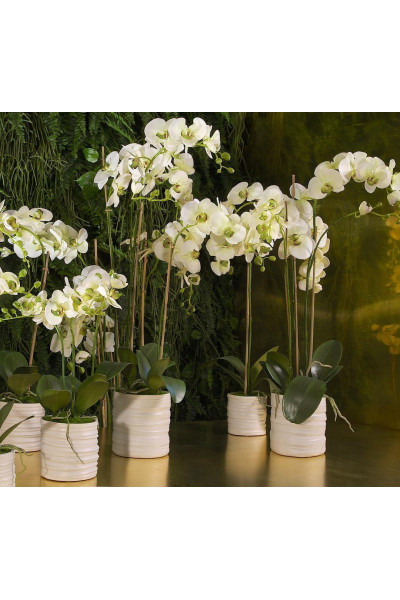 Орхідея в кашпо (1,4 м)