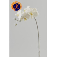 Орхідея, гілка засніжена