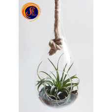 Тераріум для рослин 