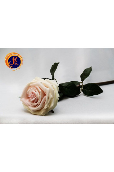 Троянда рожева