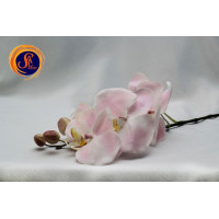 Орхідея рожева