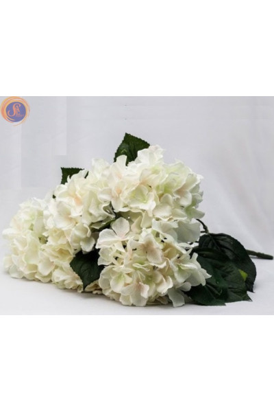 Гортензія біла кущ