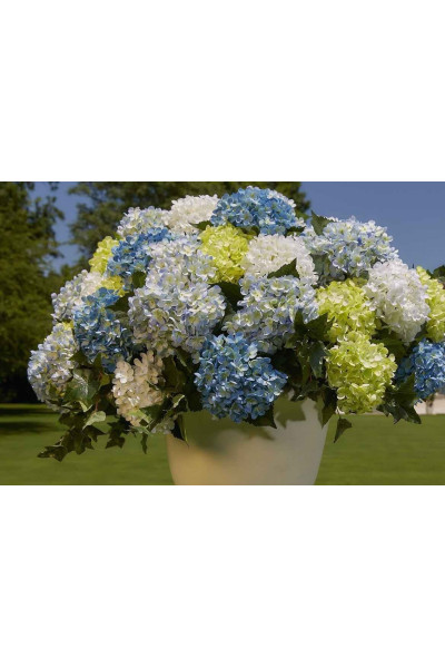 Гортензія біла кущ