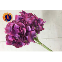 Гортензія лілова