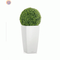 Кущ самшиту