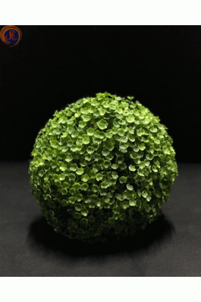 Кущ самшиту