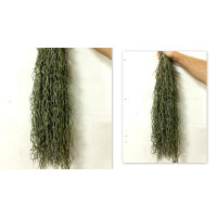 Водорості штучні