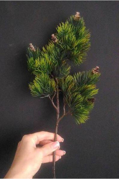 Гілки хвойні