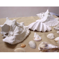 Океанічні мушлі