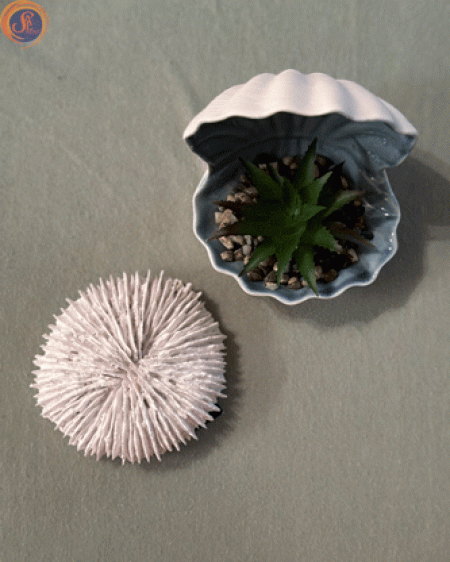 Декоративна мушля