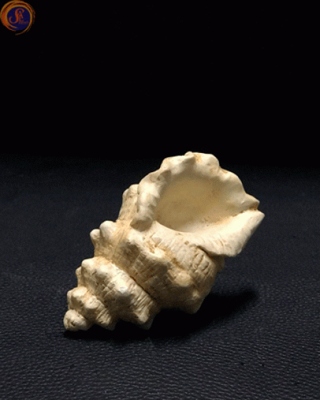 Мушля рапана декоративна