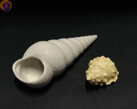 Мушля спіральна декоративна