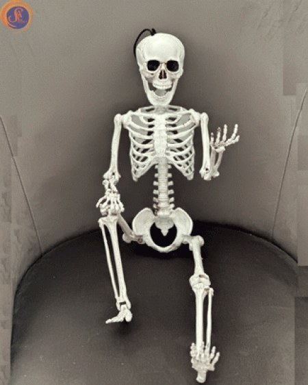 Скелет «Артем»